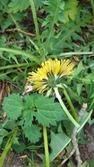 Taraxacum subpraticola