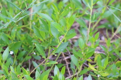 Myoporum boninense