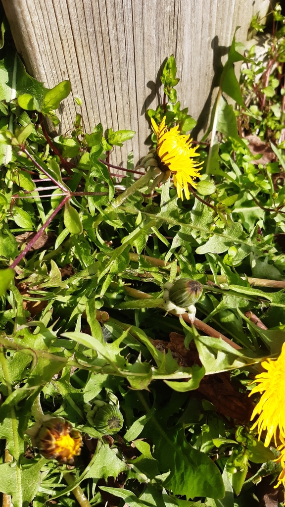 Diente de león