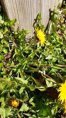 Taraxacum eudontum