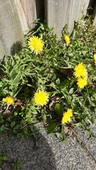 Taraxacum eudontum