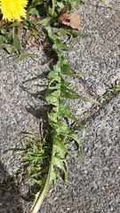 Taraxacum eudontum