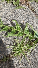 Taraxacum eudontum