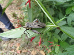 Pachylis laticornis