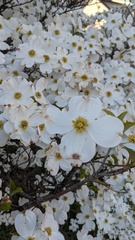 Cornus florida