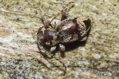 Somatidia antarctica