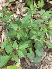 Thaspium trifoliatum trifoliatum