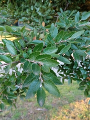Nothofagus dombeyi