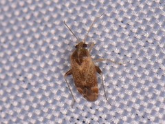 Hamatophylus guttulosus