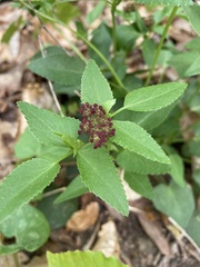 Thaspium trifoliatum trifoliatum