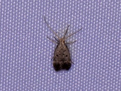 Neodactylota liguritrix