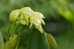 Cattleya virens