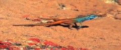 Platysaurus capensis
