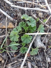 Malva neglecta