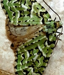 Danielaparra fragmentata