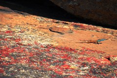 Platysaurus capensis