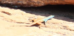 Platysaurus capensis