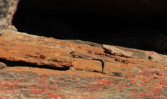 Platysaurus capensis