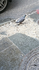 Columba livia