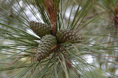 Pinus teocote