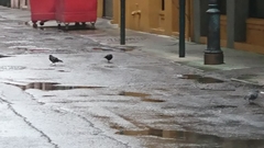 Columba livia