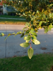 Nothofagus dombeyi