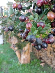 Luma apiculata