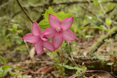 Spigelia scabrella