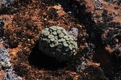 Conophytum
