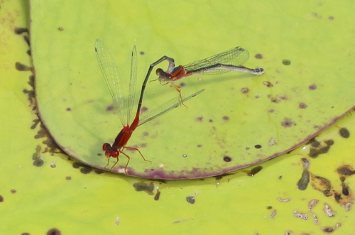 Xanthagrion erythroneurum