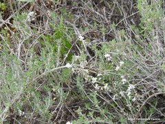 Lepidium subulatum
