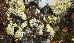 Gyalolechia desertorum