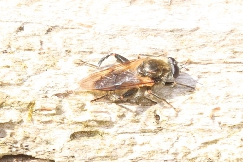 Eastern Catkin Fly photo 4