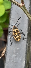 Camptischium