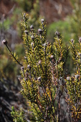 Phylica montana