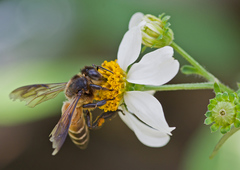 Apis dorsata