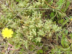 Helianthemum squamatum