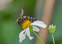 Apis dorsata
