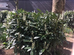 Prunus laurocerasus