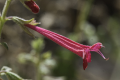 Salvia henryi