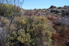 Phylica montana
