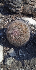 Mammillaria mystax