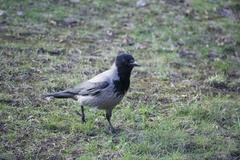 Corvus cornix
