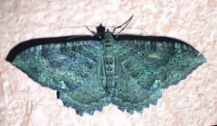 Triphosa quasiplaga