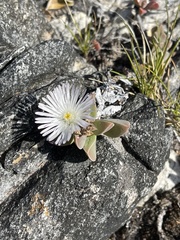 Delosperma guthriei
