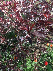 Prunus cerasifera pissardii