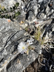 Delosperma guthriei