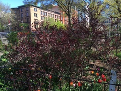 Prunus cerasifera pissardii