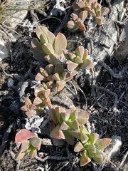 Delosperma guthriei