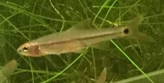 Notropis maculatus